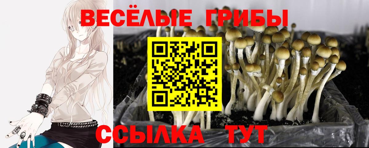 Карасук  Галлюциногенные грибы Psilocybine cubensis  Вход с VPN 
